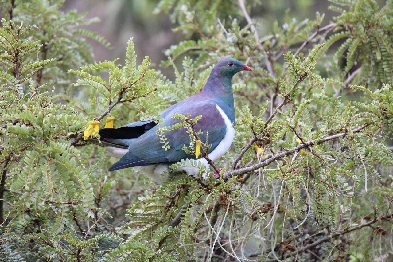 Tui Hideaway Panzió Invercargill Kültér fotó